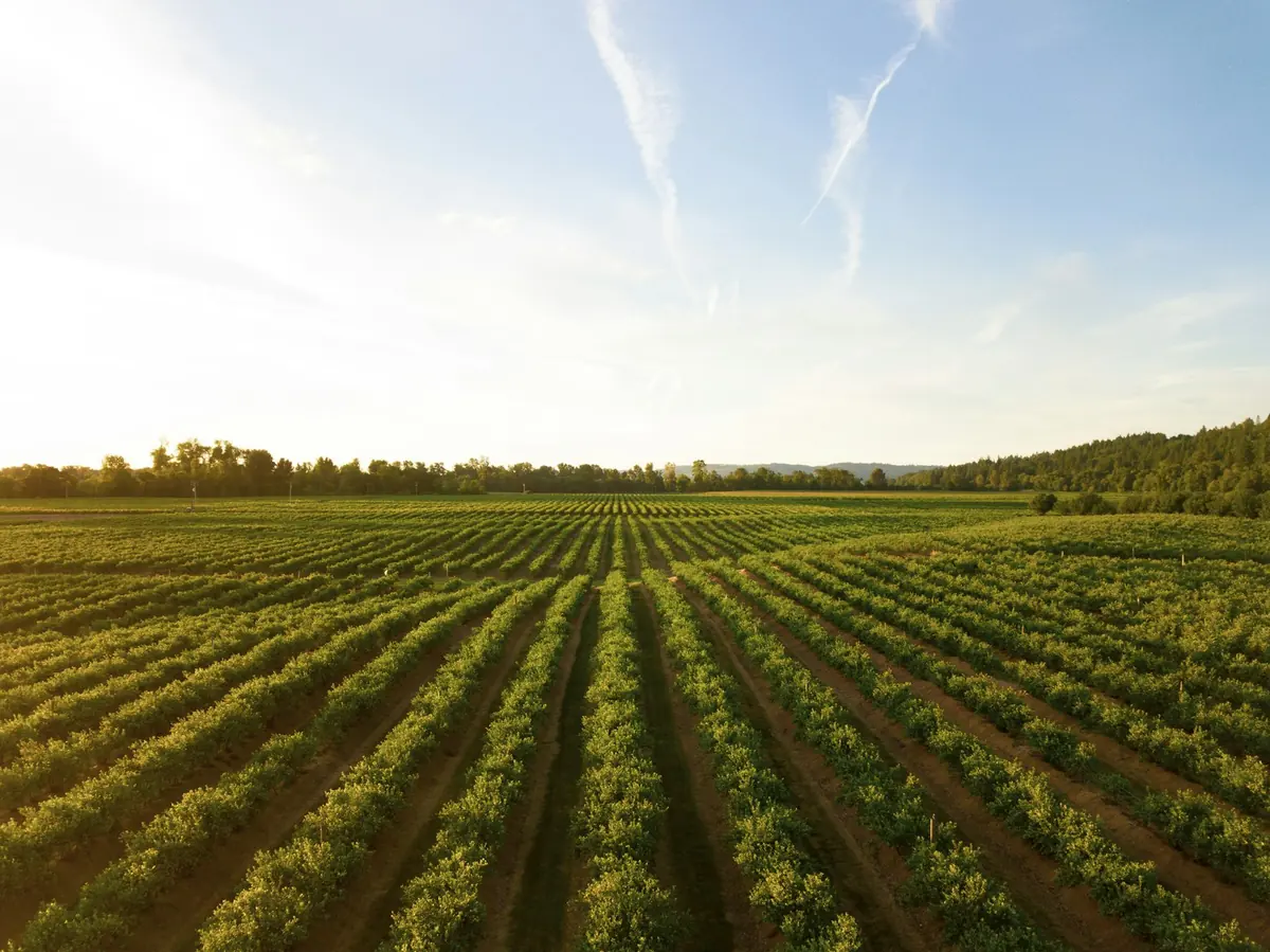 Agricultural Contracts