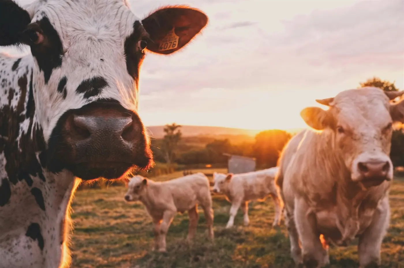 Cattle herd with calves grazing at sunset