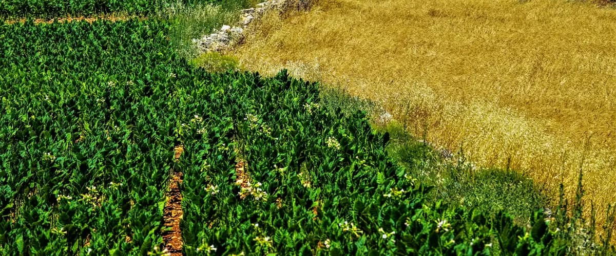 Green crops growing beside a golden wheat field