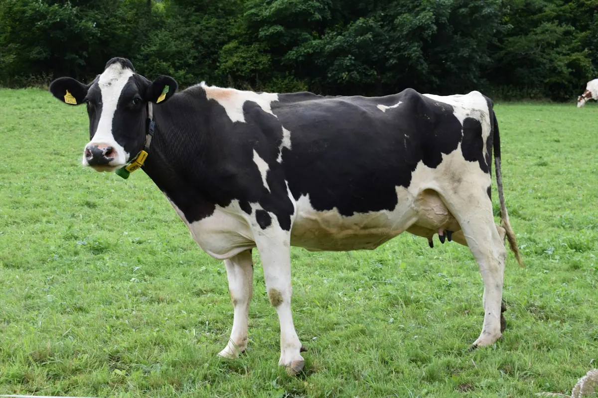 Healthy dairy cow standing in green pasture