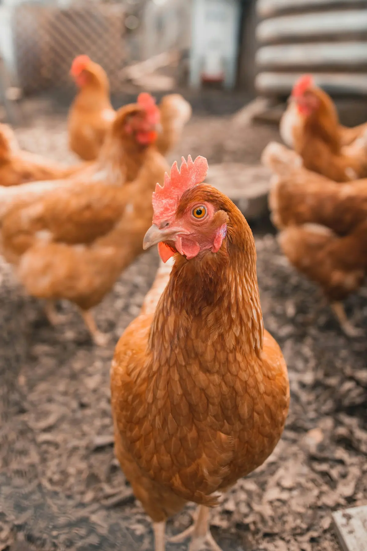 General Farm Consultancy